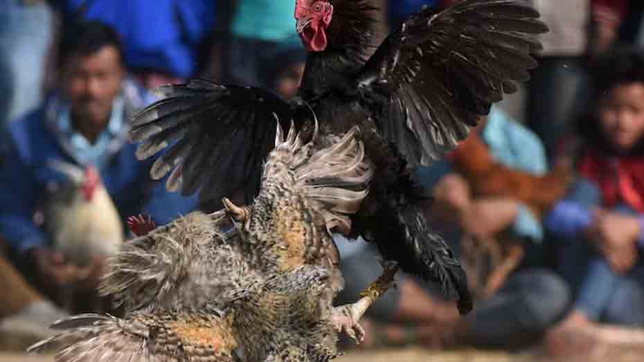 Is Cockfighting Betting Permissible in the Philippines