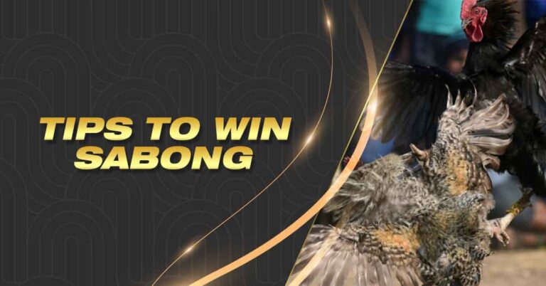 Tips to Win Sabong | Boost Your Wins with Smart Strategies